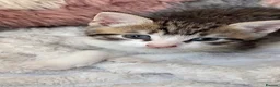 Domestic Shorthair cats for sale: 7 Bundles of fur 🤍🐾 - Advert 6