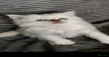 Ragdoll cats ♥️ ADORABLE GCCF BABIES 💙 - Advert 8