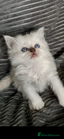 Ragdoll cats ♥️ ADORABLE GCCF BABIES 💙 - Advert 8