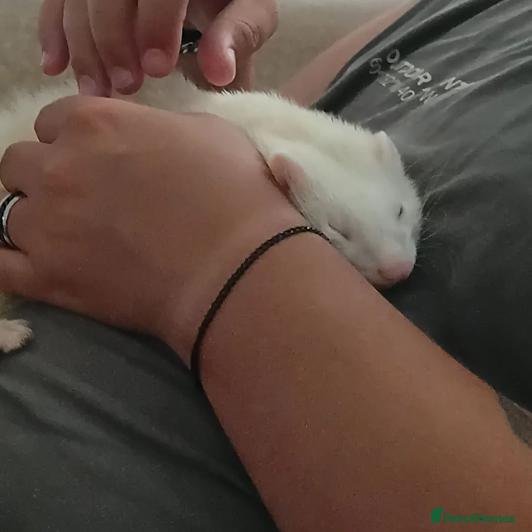 Ferret rodents for sale: 2 baby ferrets - Advert 2