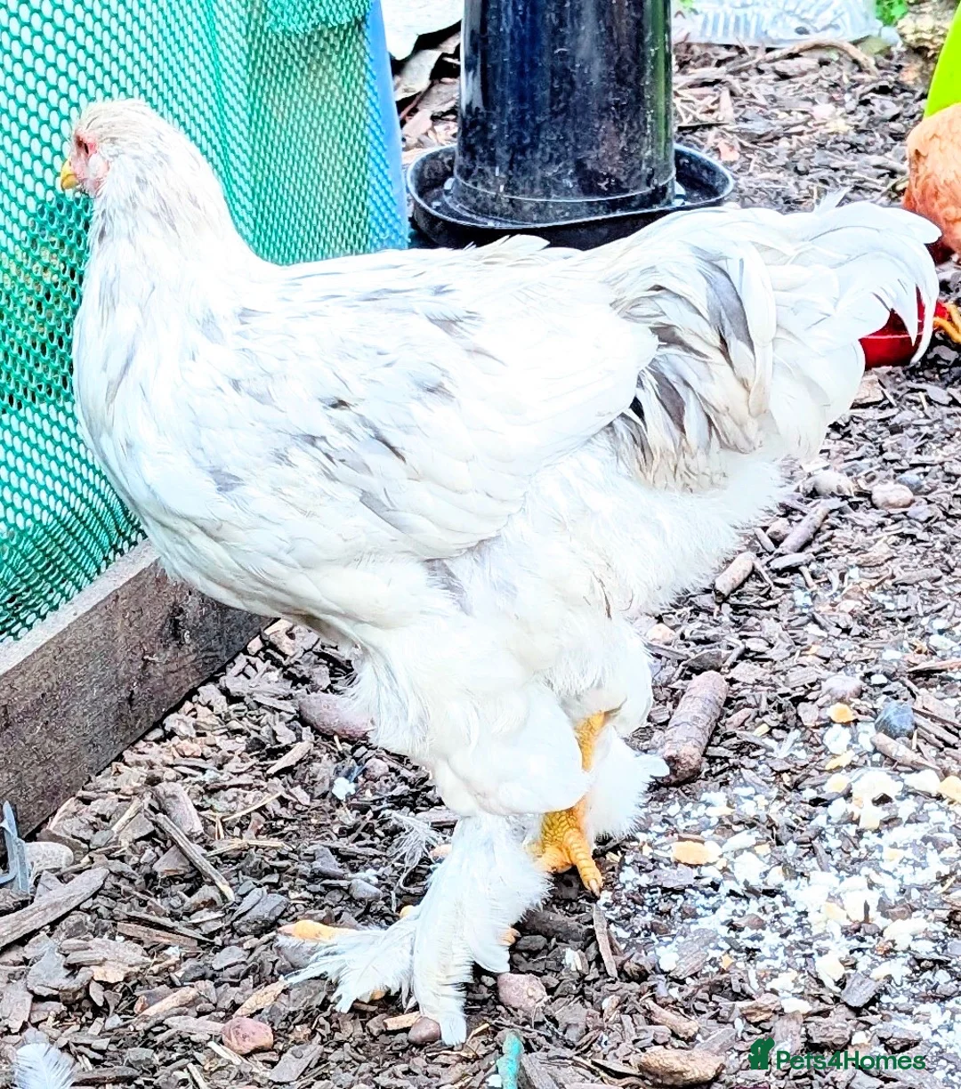 Chickens poultry for sale: Brahma cockrell - Advert 2