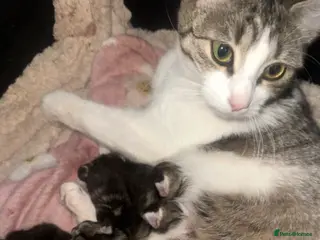 Mixed Breed cats Beautiful Chucky kittens for sale - Advert 1