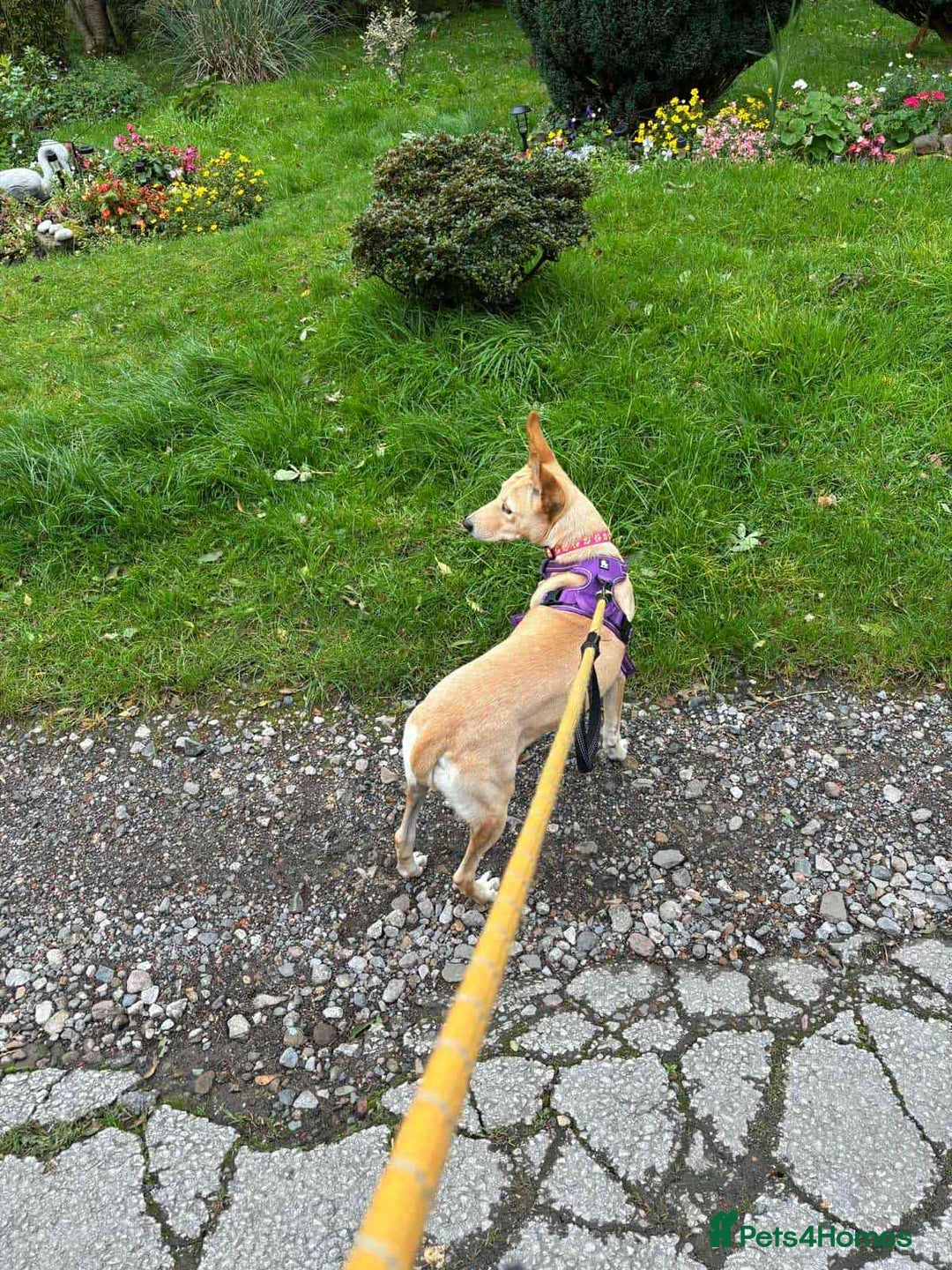 Mixed Breed dogs for adoption: Amber is looking for her forever home - Image 14