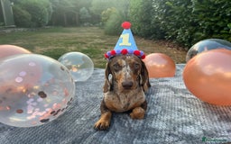Miniature Dachshund dogs for stud: Romeo the miniature Dachshund  - Image 3