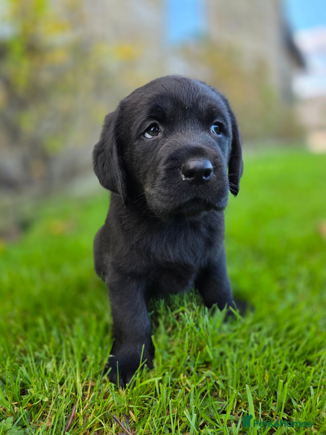 Labrador Retriever dogs for sale: High Quality Black Labrador Puppies - Advert 6
