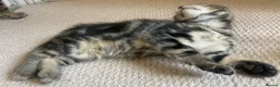 Mixed Breed cats for sale: Kittens looking for a new home 🐱 - Advert 8