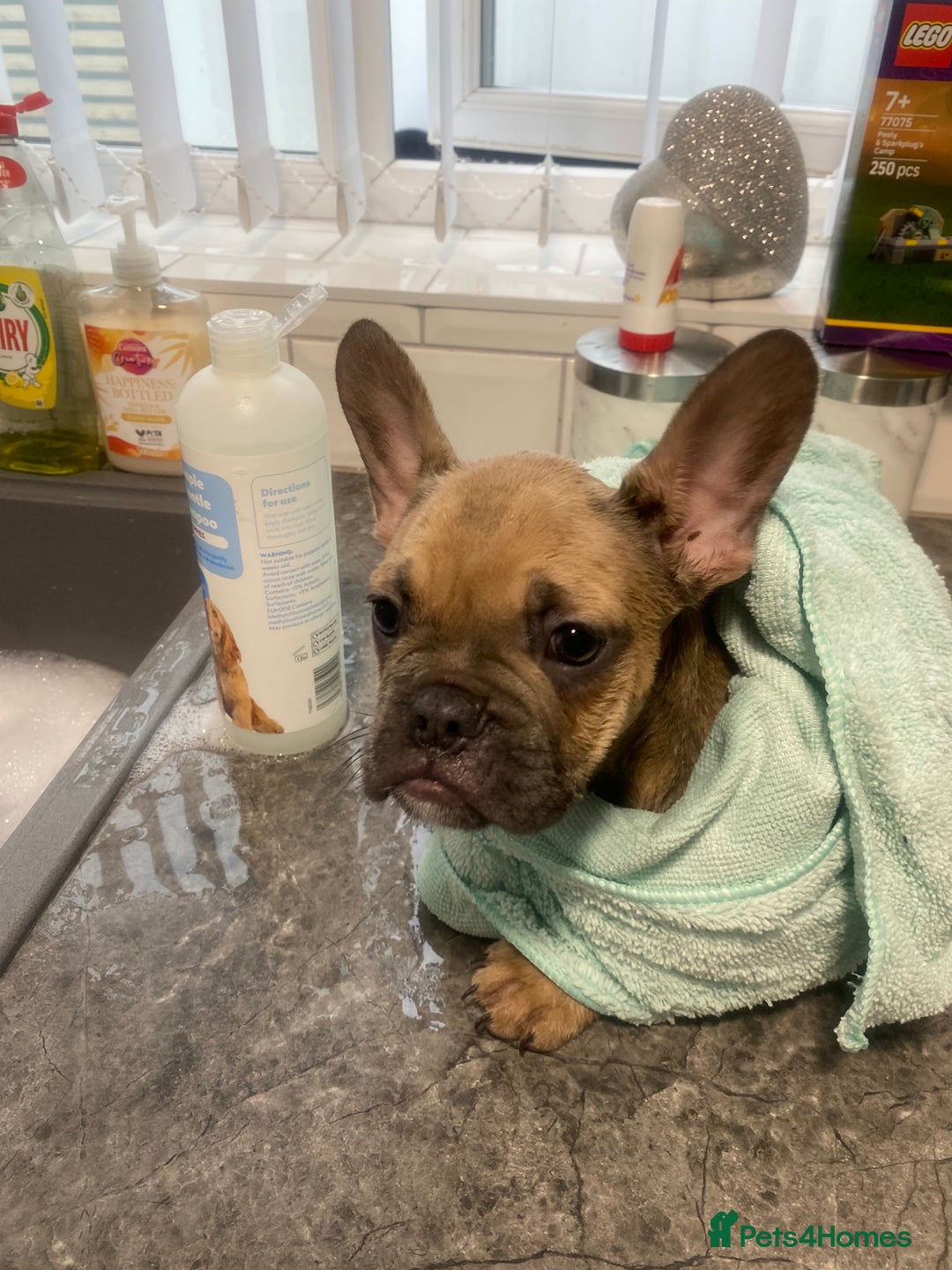 French Bulldog dogs for sale: French bulldog puppy - Advert 3