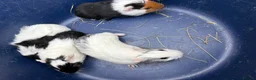 Guinea Pig rodents for sale: Two pairs of baby boy guinea pigs for sale  - Advert 6