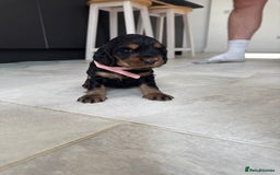 Cocker Spaniel dogs for sale: ****only 2 left****Stunning cocker puppies - Image 28