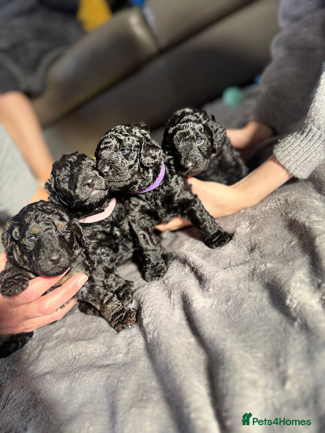 Cockapoo dogs for sale: Gorgeous F1B cockapoo  - Image 13