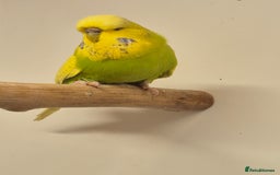 Budgerigars birds for sale: auction until the 17th next Wednesday - Image 4