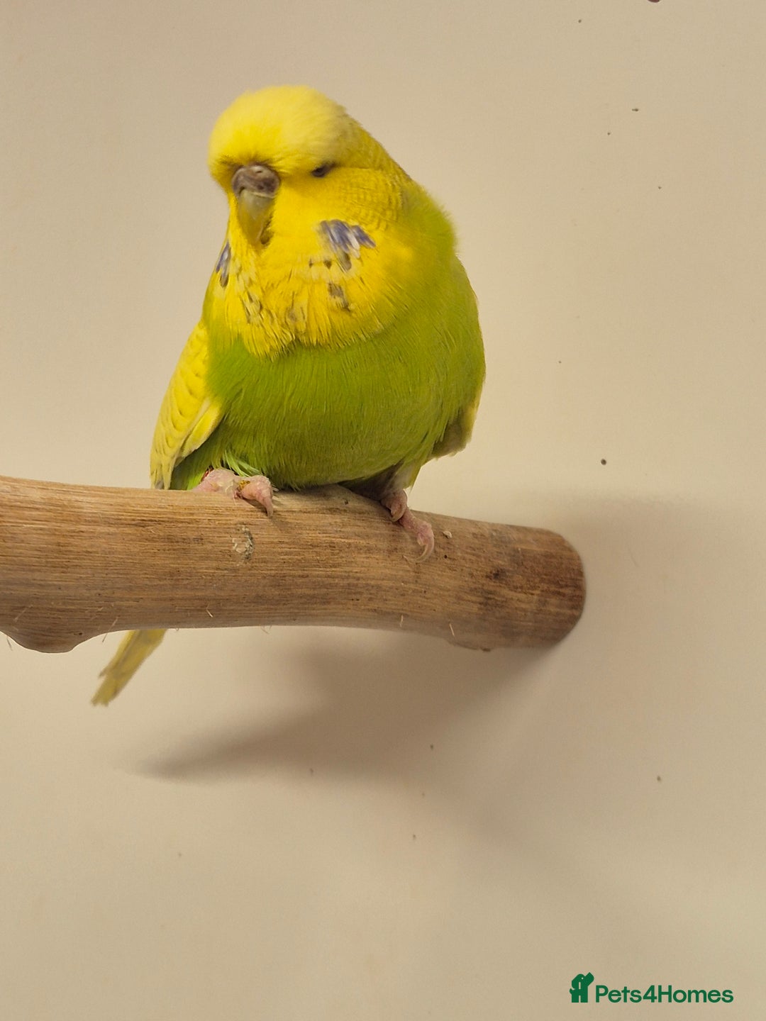 Budgerigars birds for sale: auction until the 17th next Wednesday - Image 4