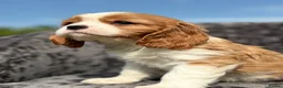 Cavalier King Charles Spaniel dogs for sale: Extensively health tested cavalier puppies  - Advert 4
