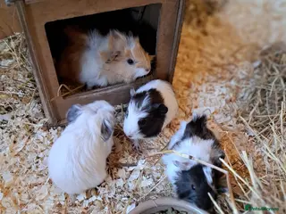 Guinea Pig rodents Beautiful Guinea pigs - Advert 9