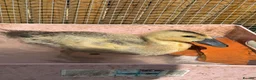 Ducks poultry for sale: Indian runner ducklings  - Advert 4