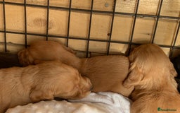Cocker Spaniel dogs for stud: Pedigree stud   in Gloucester - Image 10