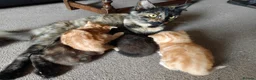 British Longhair cats for sale: Baby kittens for sale in Sheffield - Advert 6