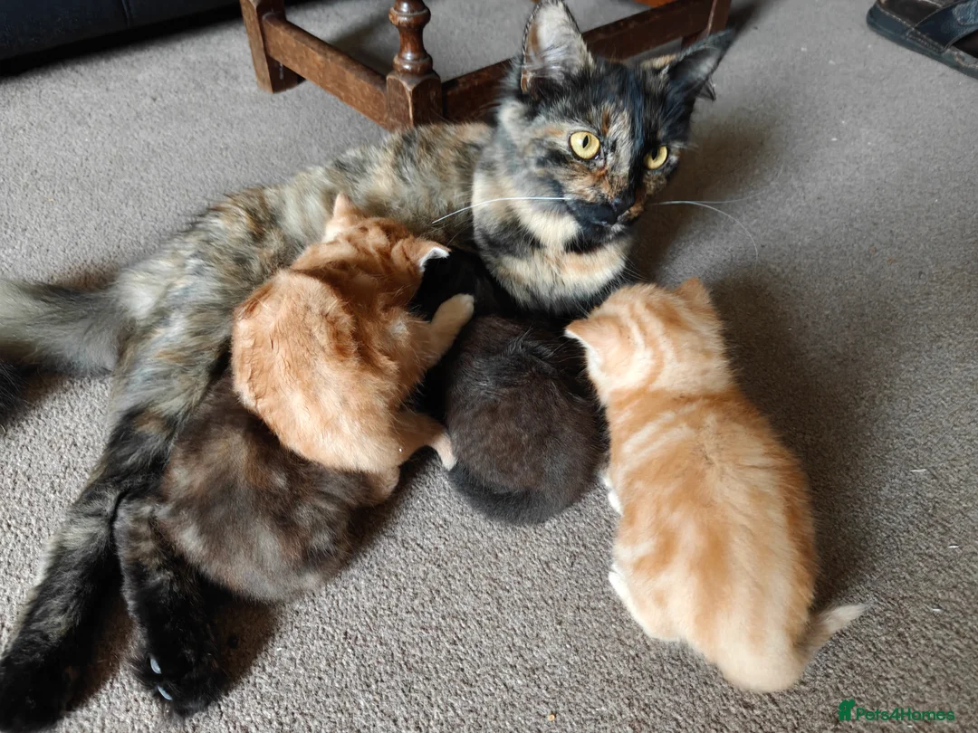 British Longhair cats for sale: Baby kittens for sale in Sheffield - Advert 6