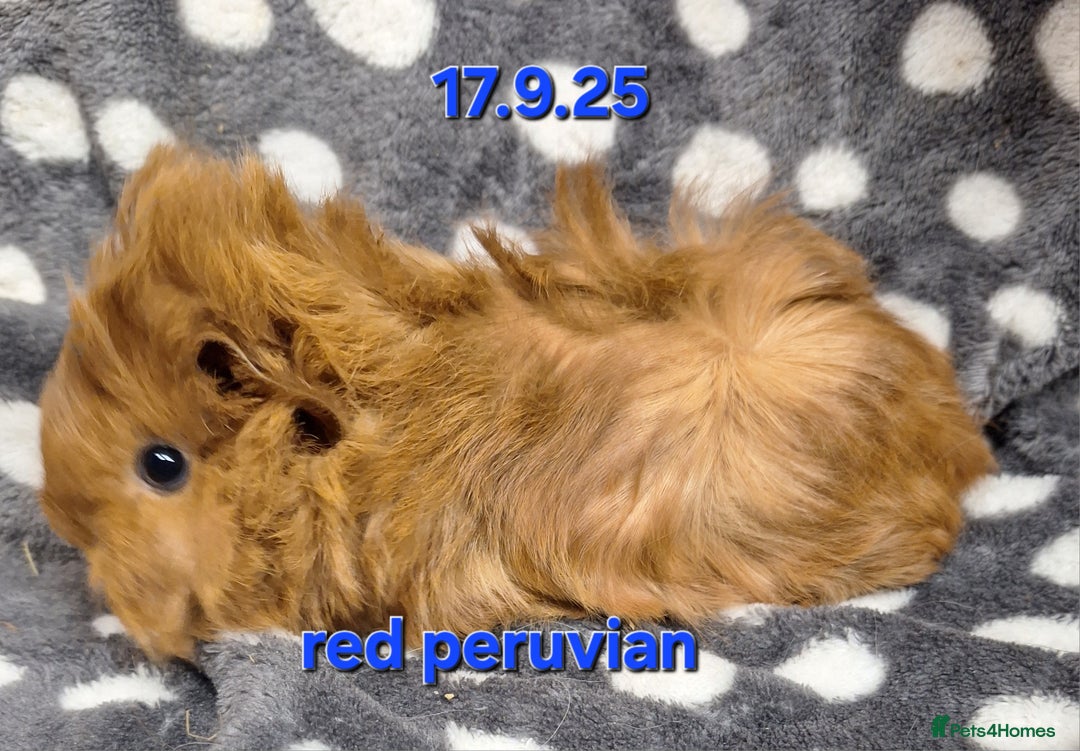 Guinea Pig rodents for sale: Baby male peruvian guinea pigs  - Advert 5