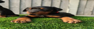 Red Male - Black & Tan 