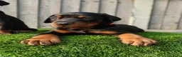Dobermann dogs for sale: Quality European Dobermann Puppies - 2 Remaining - Advert 33