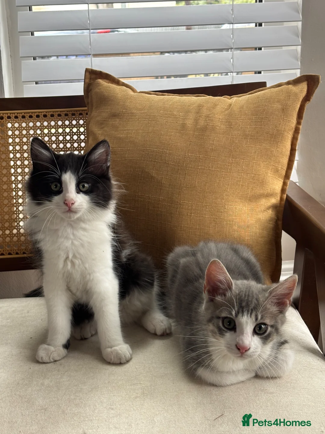 Mixed Breed cats for sale: 2 Amazing Boy Kittens - Advert 2