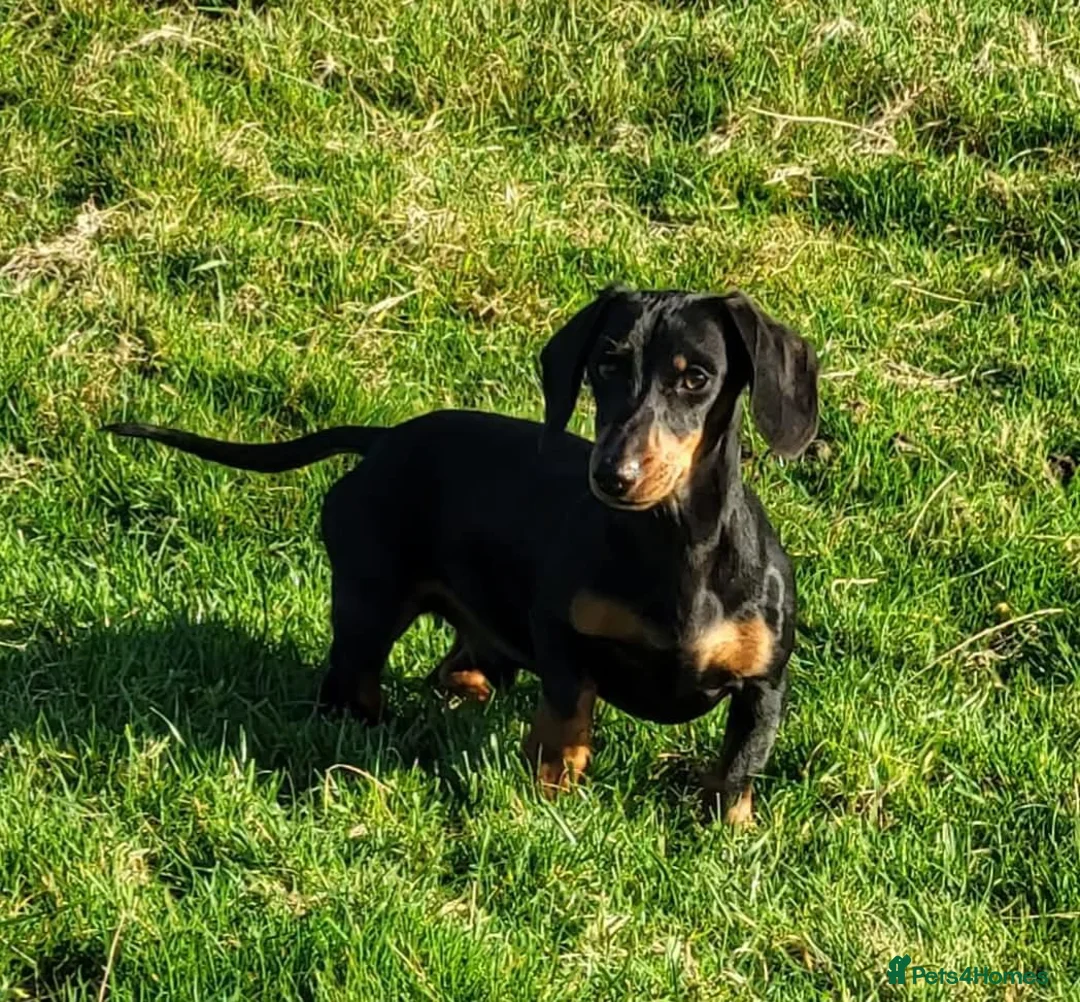 Miniature Dachshund dogs for stud: STUD DOG KC Registered PRA Clear - Advert 3