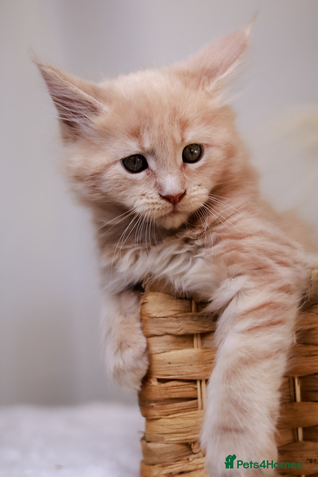 Maine Coon cats for sale: Rare Red Female Maine Coon – TICA Registered - Advert 2
