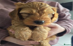 Cockapoo dogs for sale: F1B Red Cockapoo Pups - Image 6