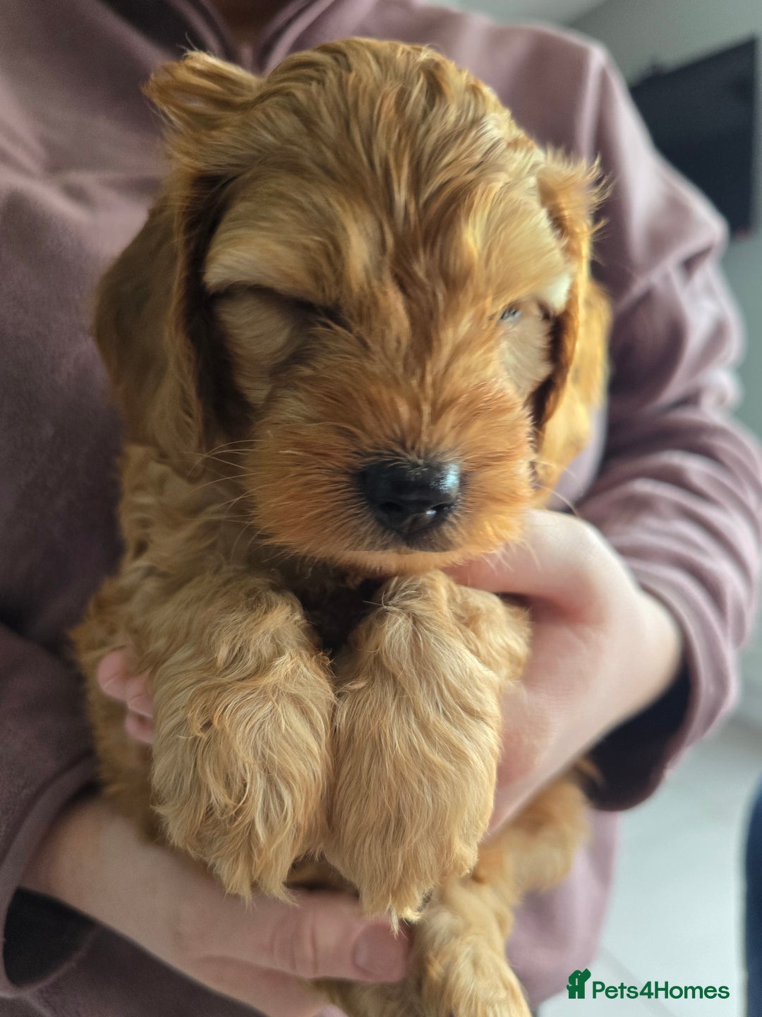 Cockapoo dogs for sale: F1B Red Cockapoo Pups - Image 6