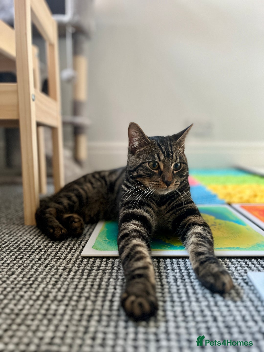 Bengal cats for sale: Female Bengal Kitten For Sale - Advert 2