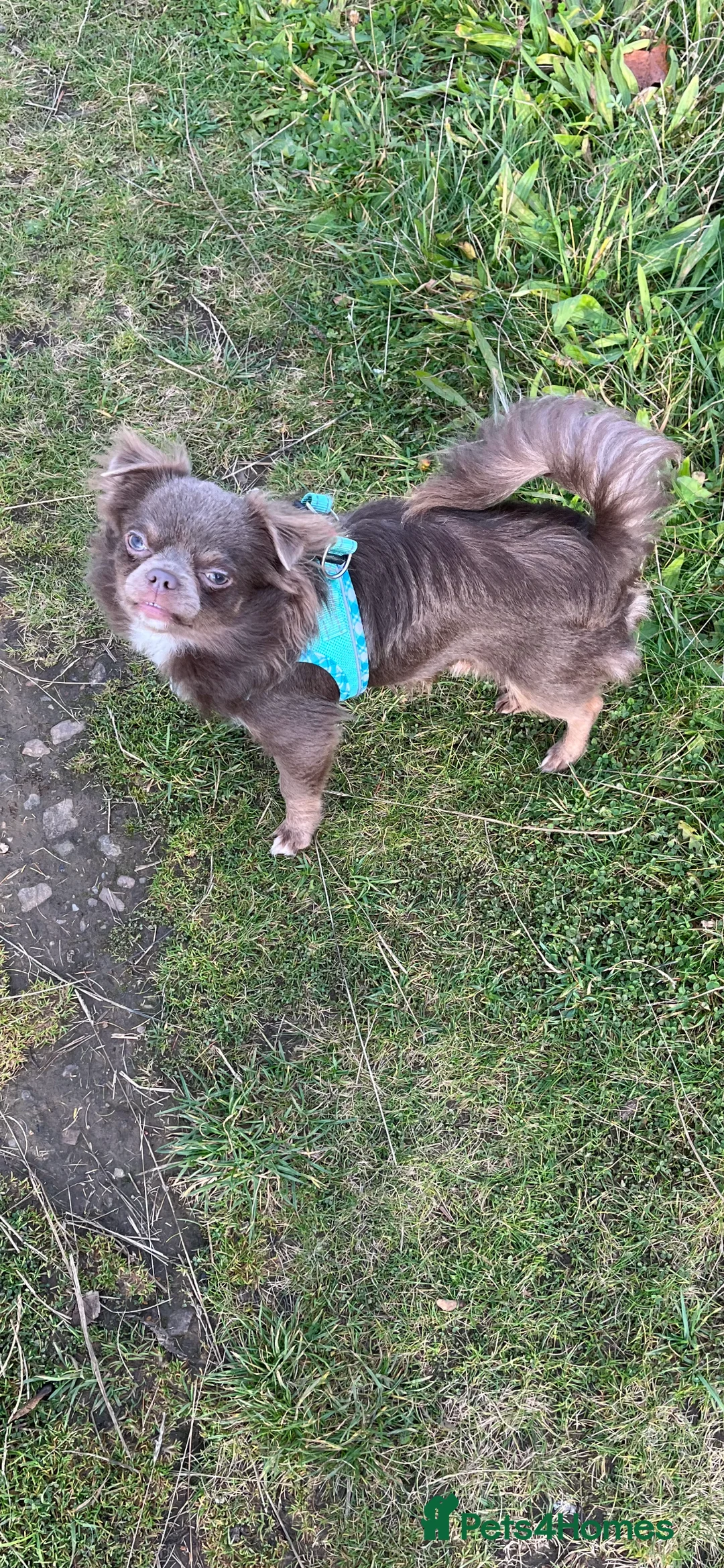 Chihuahua dogs for stud: Gorgeous Lilac & Tan Long Coat boy for STUD in Dundee - Advert 5