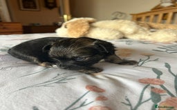 Chihuahua dogs for sale: Puppies  - Image 10