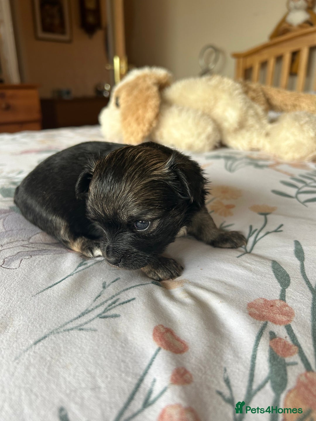Chihuahua dogs for sale: Puppies  - Image 10