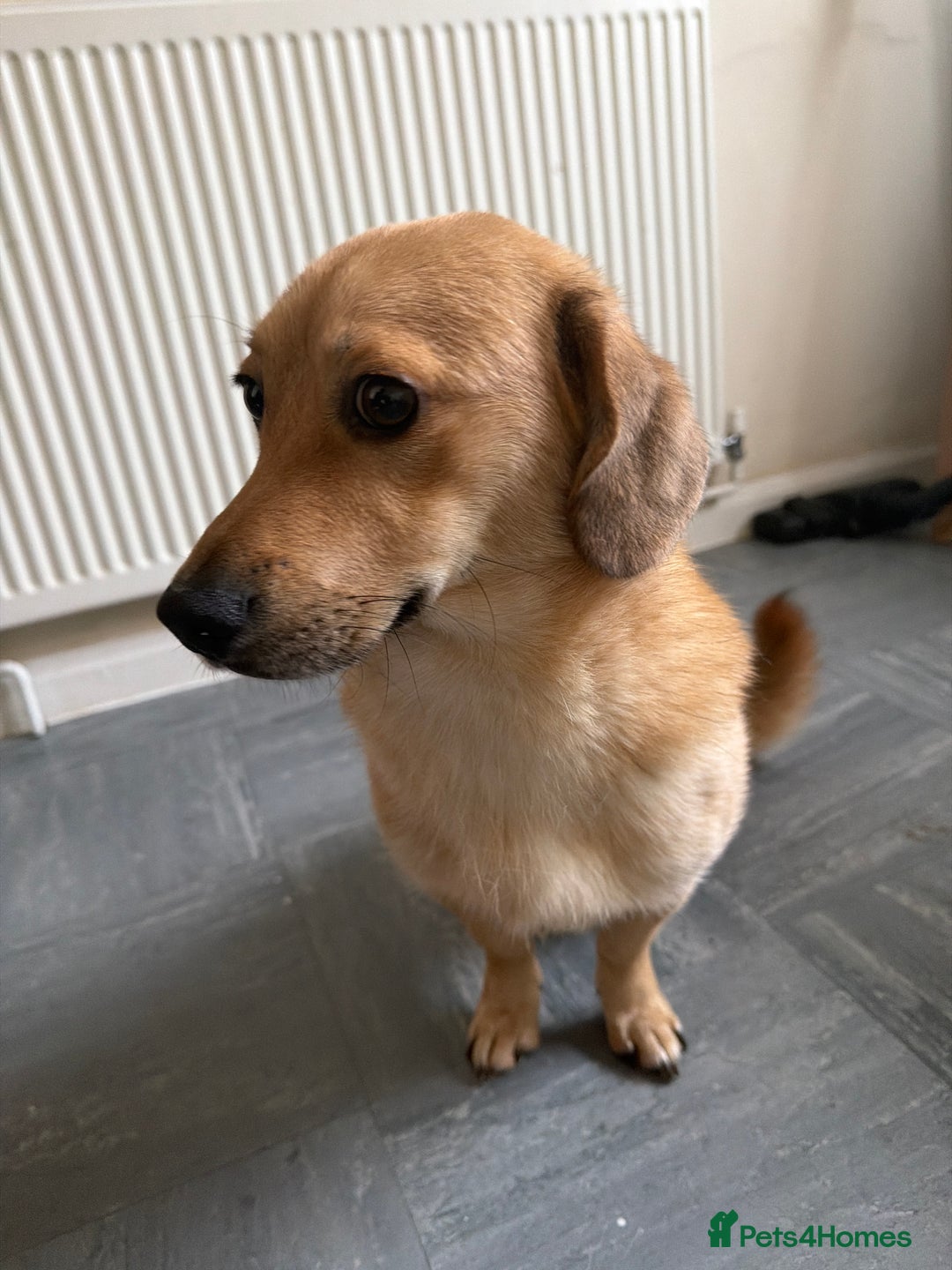 Mixed Breed dogs for sale: My JJ - Advert 2