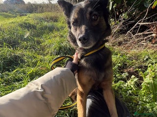Mixed Breed dogs Shona - Norwich Norfolk - Advert 1