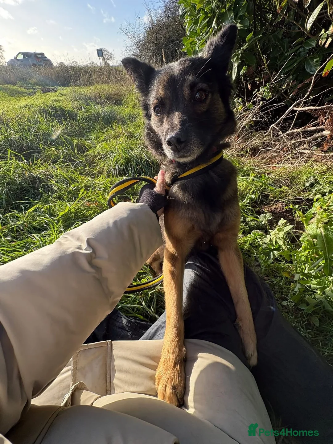 Mixed Breed dogs for adoption: Shona - Norwich Norfolk  - Advert 1
