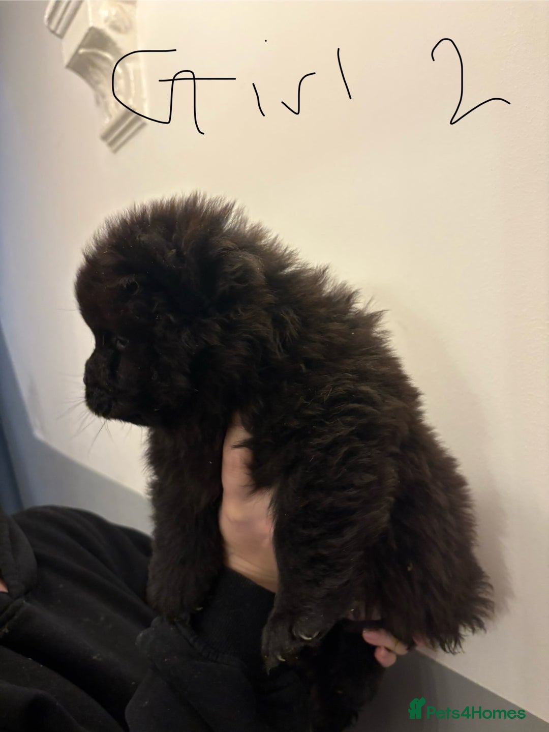 Chow Chow dogs for sale:  🐾 Exclusive Chow Chow Puppies  - Advert 16