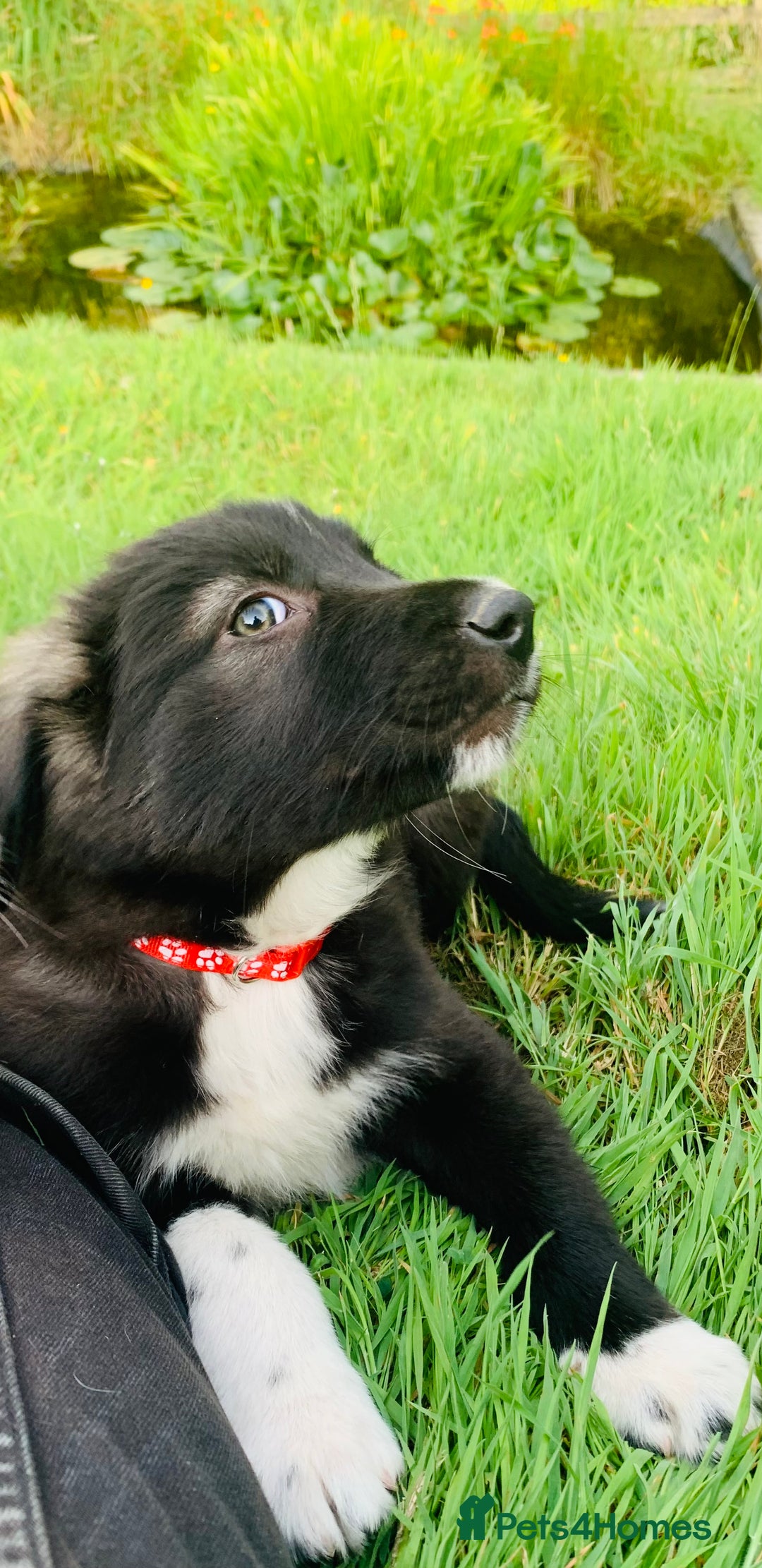 Border Collie dogs for sale: *7 Adorable Border collie pups* - Image 9