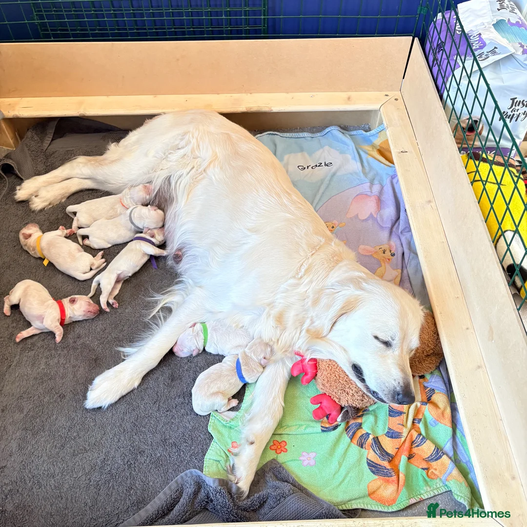 Golden Retriever dogs for sale: Beautiful litter of Cream Golden Retriever Pups - Advert 2