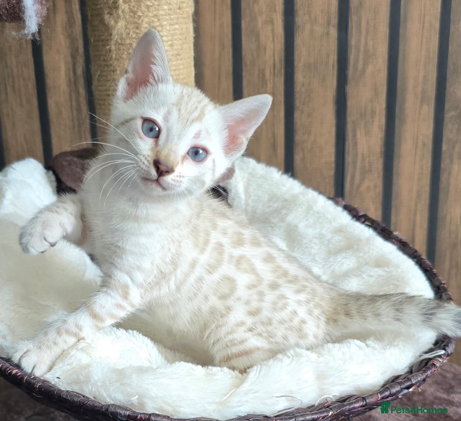 Bengal cats 🔥only 2 seal Lynx boys and 1 brown boy left🔥 - Advert 4