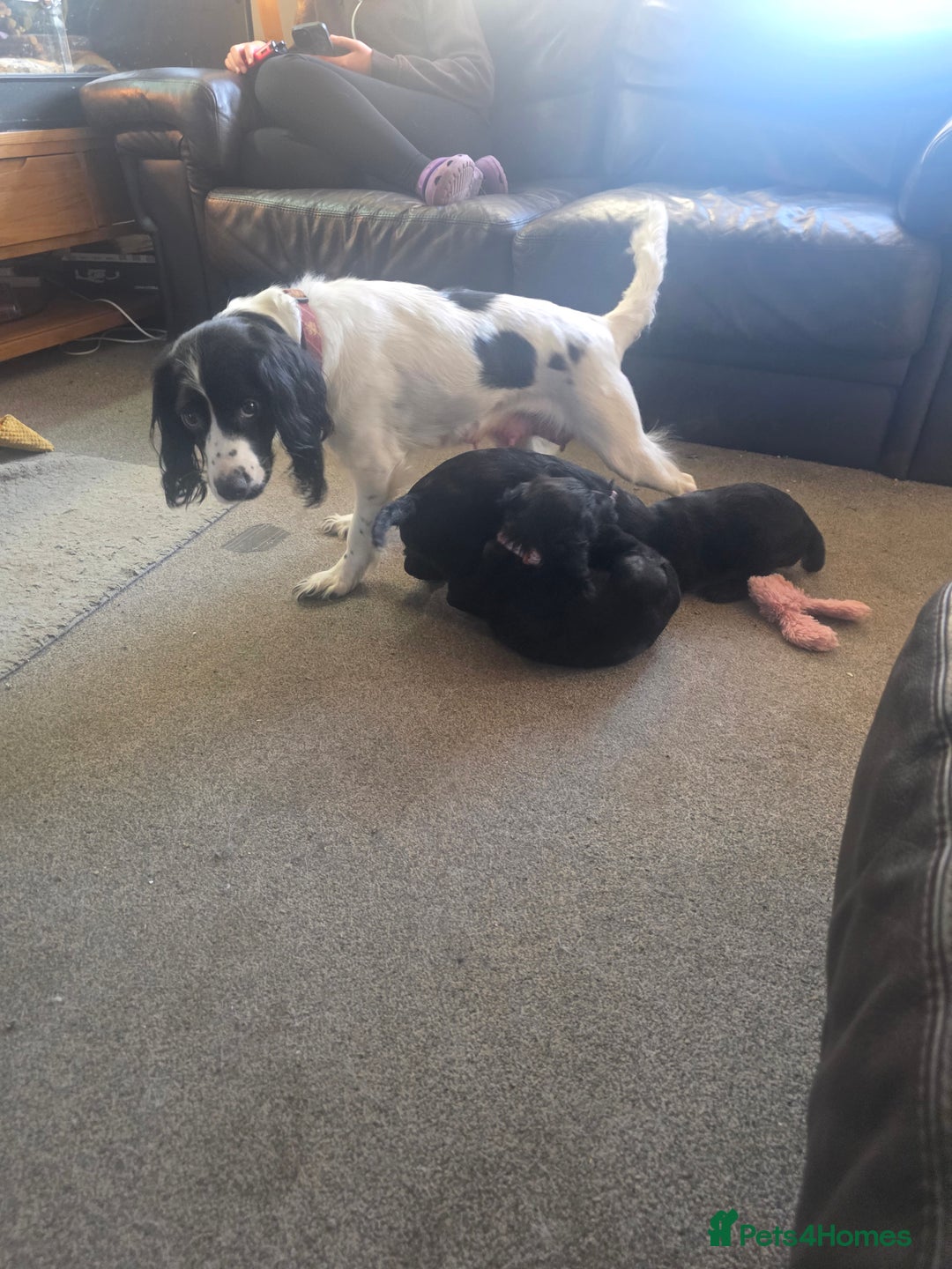 Sprocker dogs for sale: Last female sproker pup - Advert 4