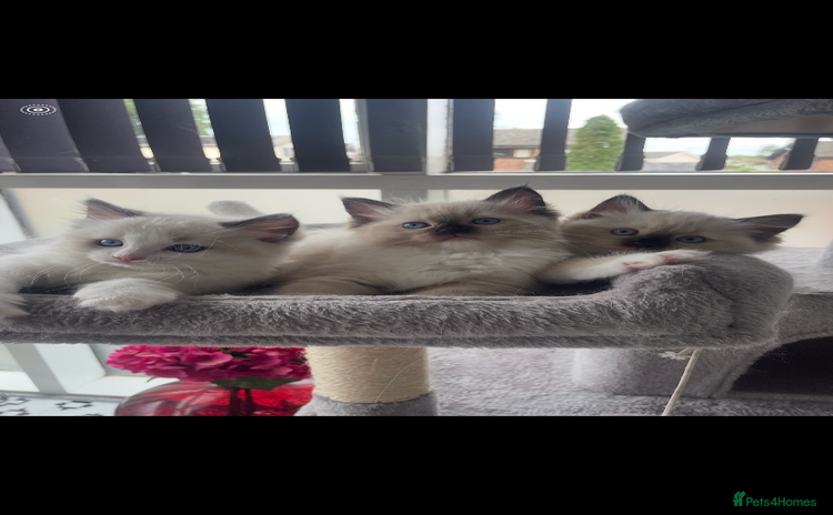 Ragdoll cats - Advert 3