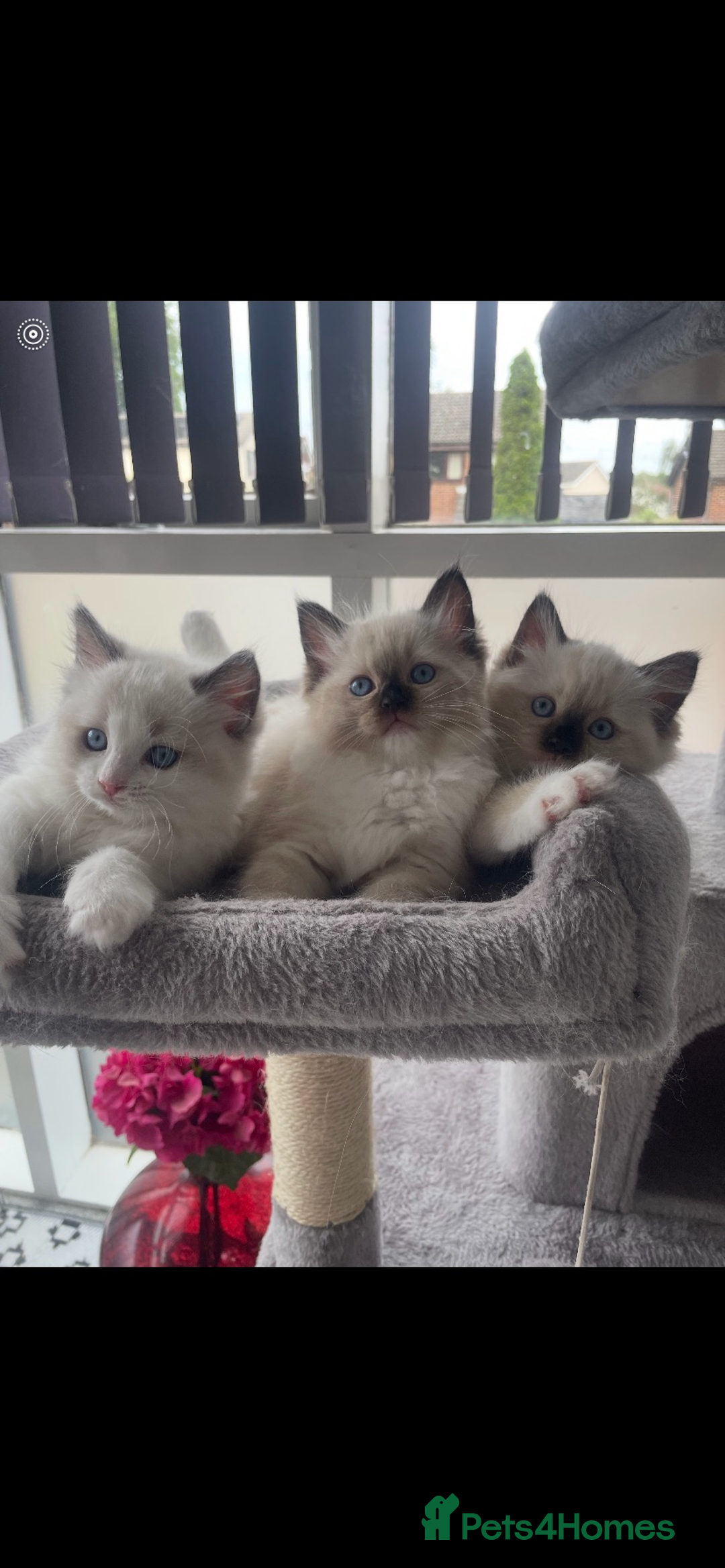 Ragdoll cats for sale: Available Now! GCCFReg   - Image 4