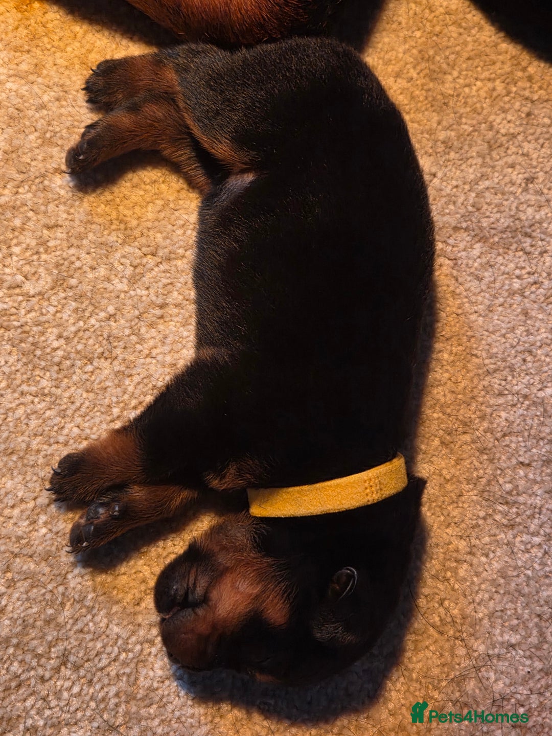 Rottweiler dogs for sale: Indie & dozer pups  - Advert 26