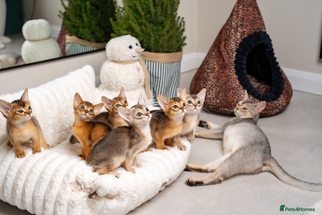 Abyssinian cats for sale: 6 Amazing Abyssinians, Extra Lovlely Personality - Advert 10