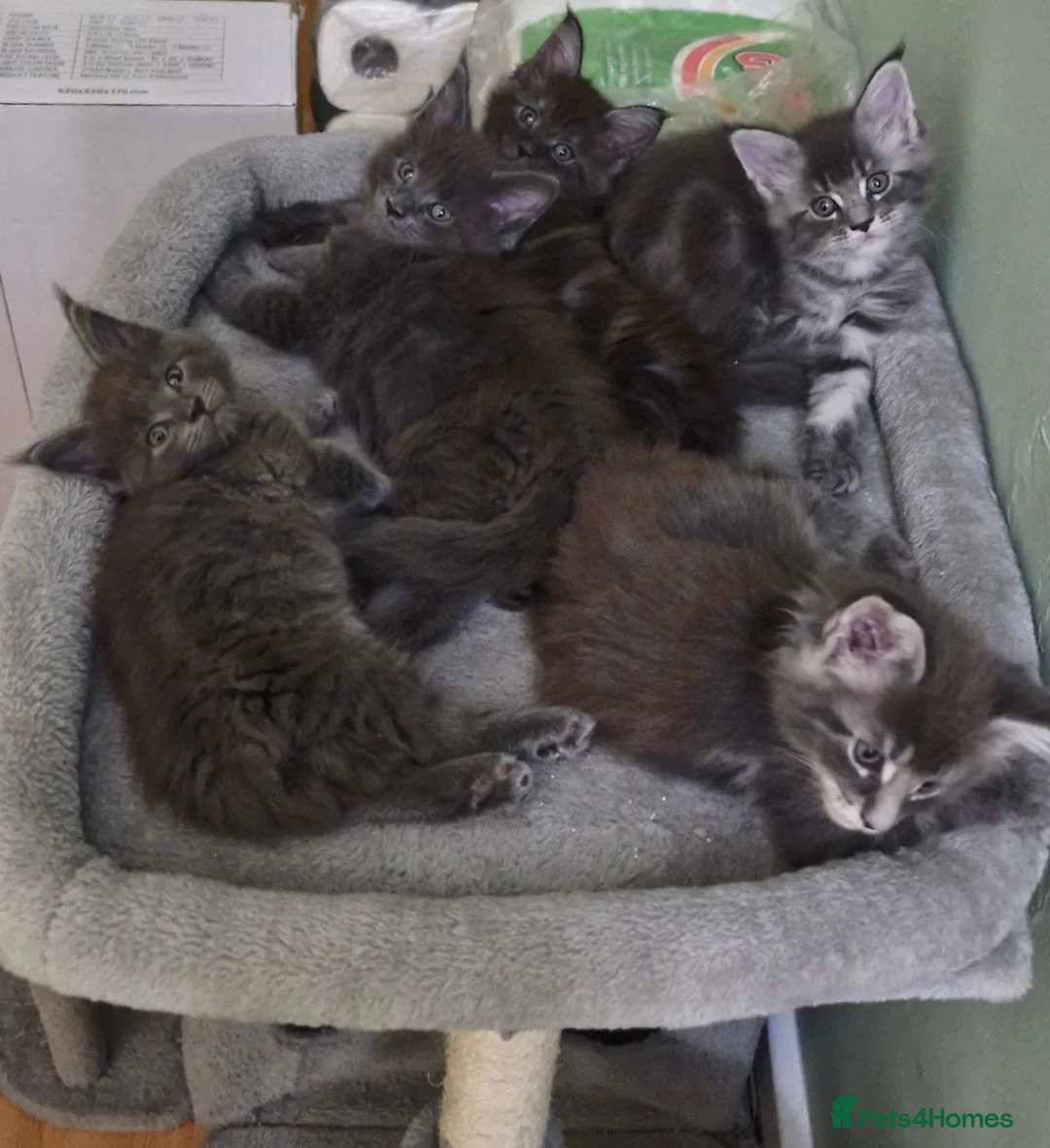 Maine Coon cats for sale: Dear Maine Coon kittens are looking for new homes! in Boston - Advert 12