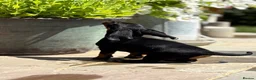 Dachshund dogs for sale: Beautiful KC reg, standard dachshund puppies  - Advert 11