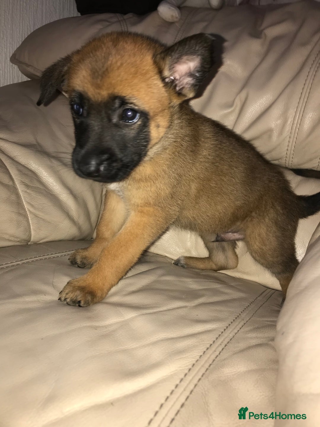 Belgian Shepherd Dog dogs for sale: Belgian Malinois puppy’s  - Image 21