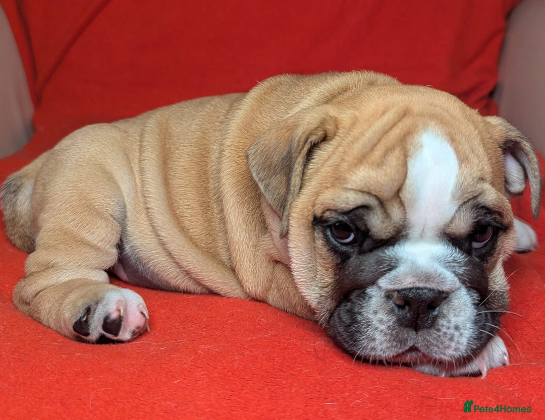 English Bulldog dogs for sale: Nine stunning bulldogs - Image 2